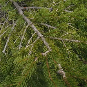 Хвойные опилки оптом в Королёве купить - оперативная доставка по всей России