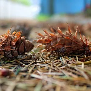 Хвойные опилки оптом в Королёве от завода-производителя Лигнум Ресурс