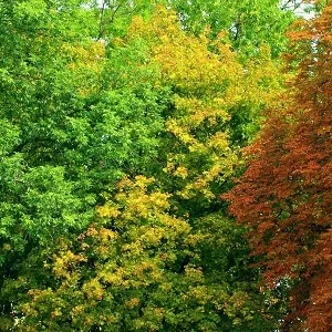 Лиственные опилки оптом в Королёве купить - оперативная доставка по всей России