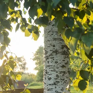 Опилки березовые оптом в Королёве купить - оперативная доставка по всей России