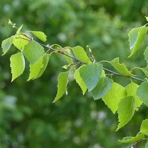 Опилки березовые оптом в Королёве от завода-производителя Лигнум Ресурс