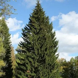 Еловые опилки оптом в Королёве купить - оперативная доставка по всей России