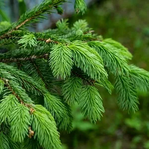 Еловые опилки оптом в Королёве от завода-производителя Лигнум Ресурс