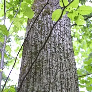 Опилки липовые оптом в Королёве купить - оперативная доставка по всей России