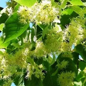 Опилки липовые оптом в Королёве от завода-производителя Лигнум Ресурс