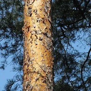 Сосновые опилки оптом в Королёве купить - оперативная доставка по всей России