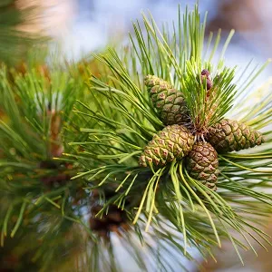 Сосновые опилки оптом в Королёве от завода-производителя Лигнум Ресурс