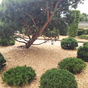 Хвойная щепа оптом в Королёве купить - оперативная доставка по всей России